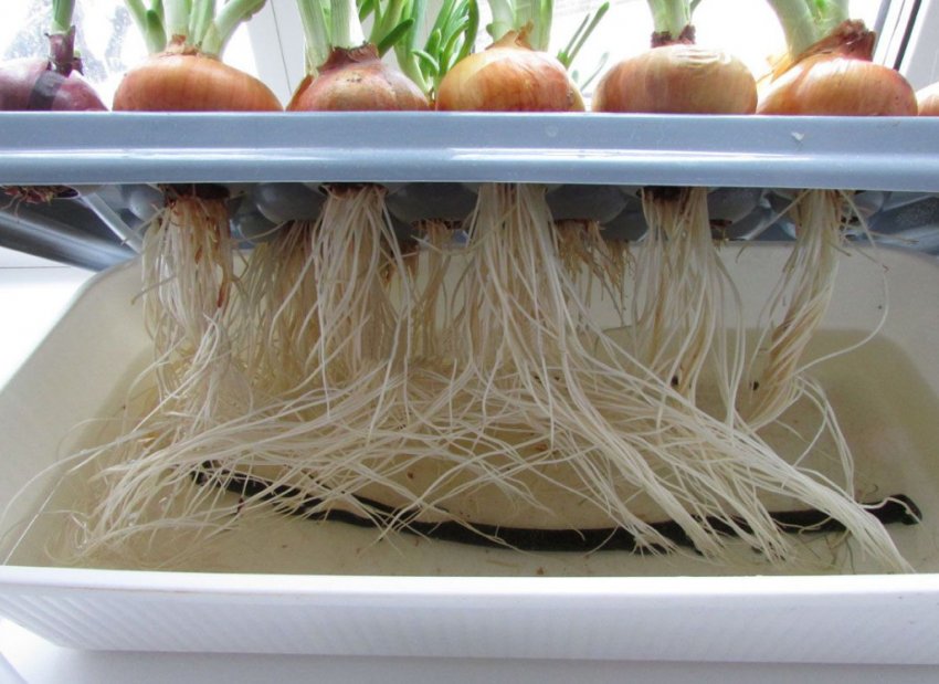 Контейнер для гідропоніки лука Контейнер для гідропоніки лука
