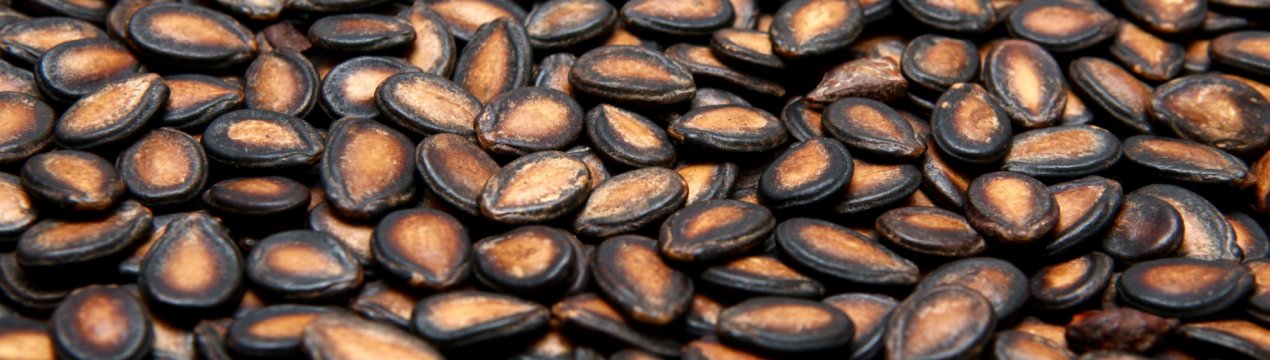 Як правильно зберігати насіння в домашніх умовах