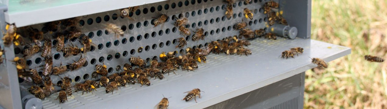 Особливості збору пилку на пасіці