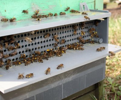 Особливості збору пилку на пасіці