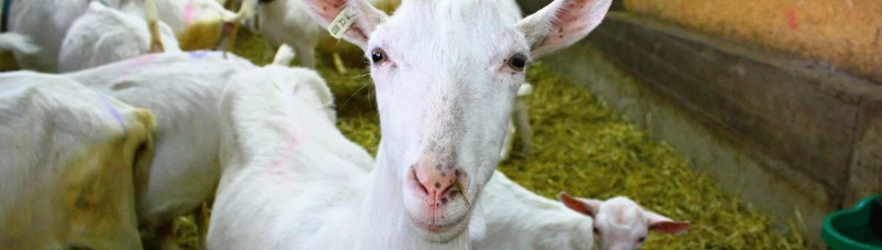 Як правильно зробити годівницю для кози