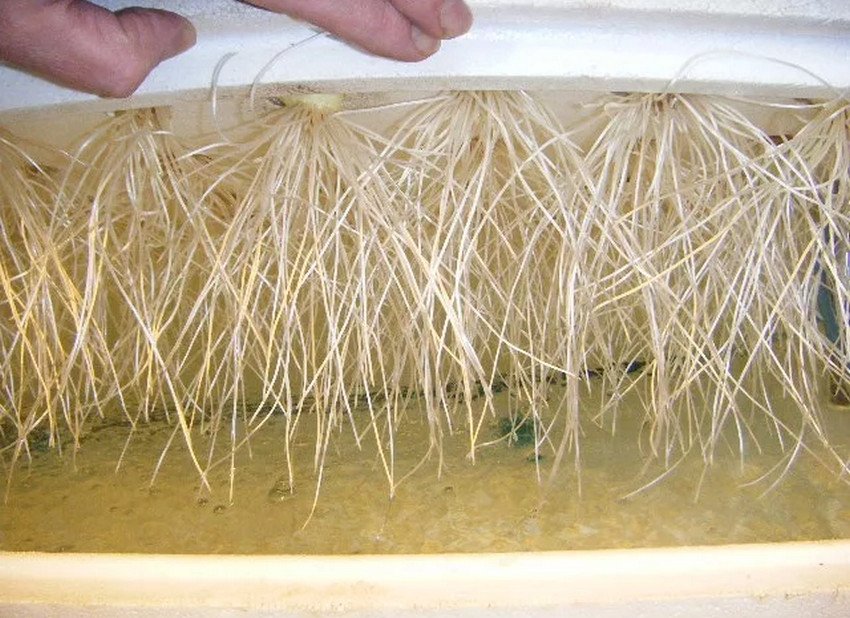 Вигонка цибулі на гідропоніці Вигонка цибулі на гідропоніці