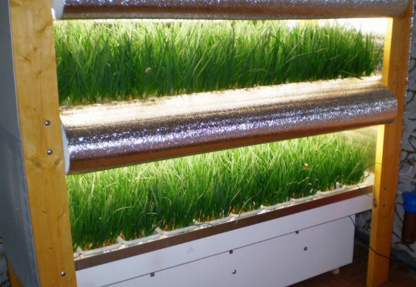 Гидропонное вирощування цибулі Гидропонное вирощування цибулі