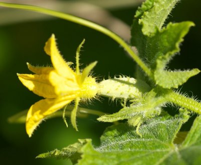 Чому зав'язі огірків опадають і що при цьому робити?