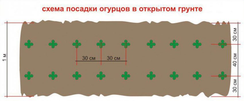 Схема посадки огурцов на сетку