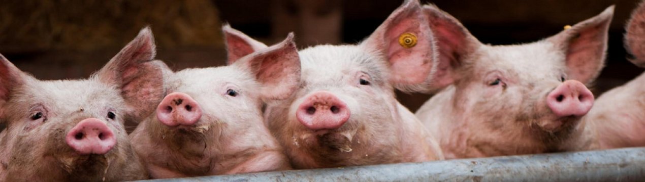 Стимулятор росту для свиней