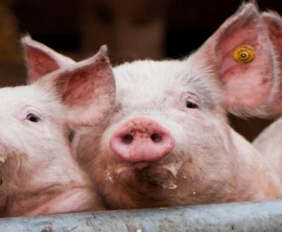 Стимулятор росту для свиней