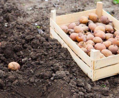 Після яких культур краще садити картоплю?