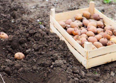 Після яких культур краще садити картоплю?