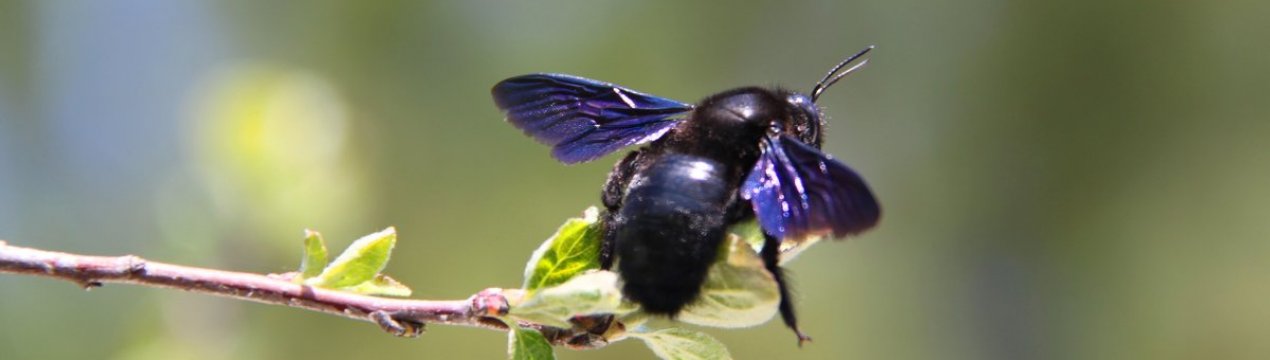 Особливості та характеристика бджоли-тесляра звичайної