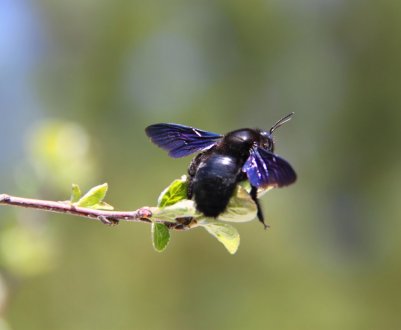 Особливості та характеристика бджоли-тесляра звичайної