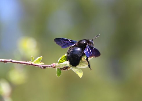 Особенности и характеристика пчелы-плотника обыкновенной