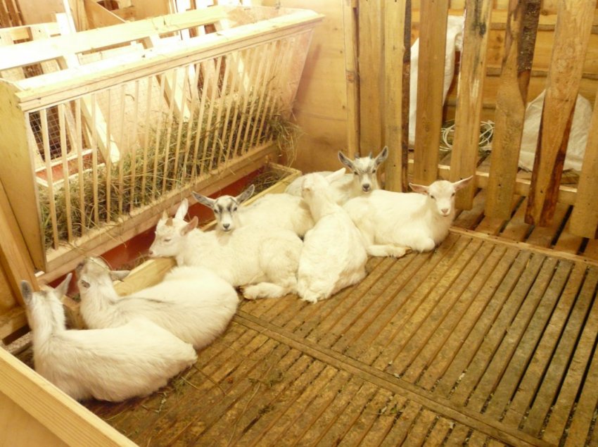 Годівниця для кіз