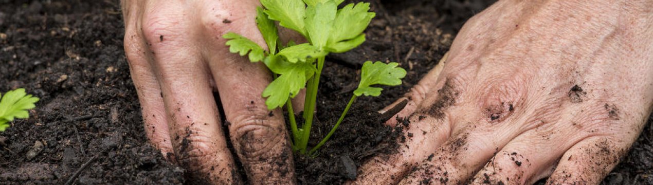 Особливості вирощування та догляду за розсадою селери