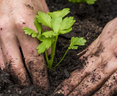 Особливості вирощування та догляду за розсадою селери