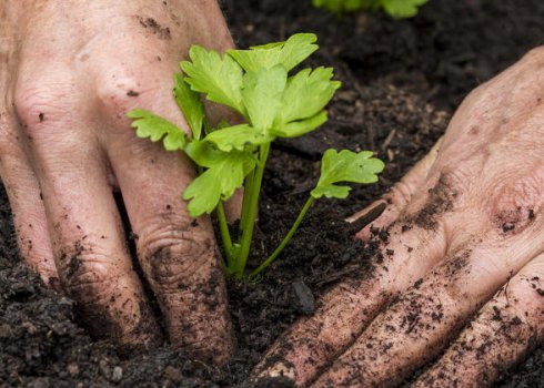 Особливості вирощування та догляду за розсадою селери