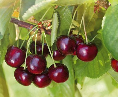 Особливості черешні сорту Іпуть