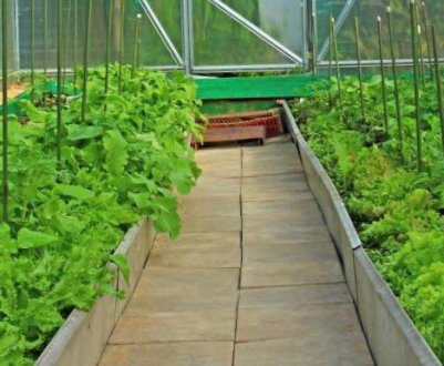 Як самому зробити доріжки в теплицях?