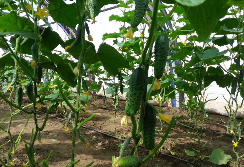 Теплиця узбецьких аграріїв заважає жителям Бершаді