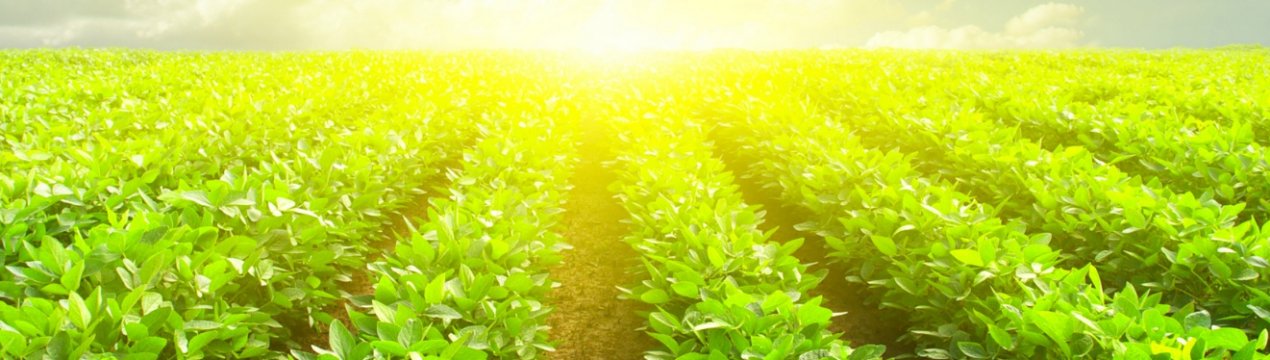 Центральноамериканські фермери відправляються в США, рятуючись від зміни клімату