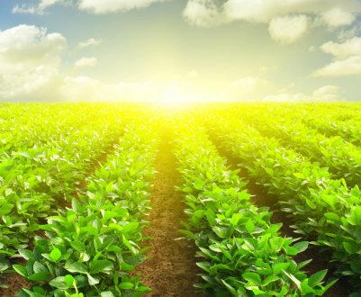 Центральноамериканські фермери відправляються в США, рятуючись від зміни клімату