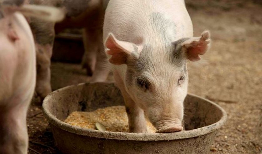 Биодобавки для свиней