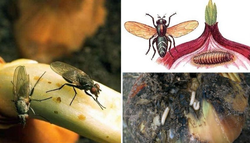 Цибульна муха Цибульна муха