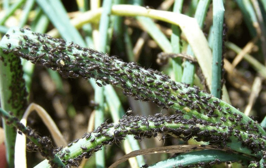 Городня попелиця Городня попелиця