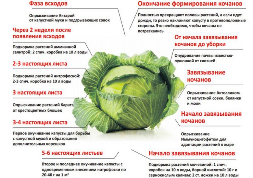 Что такое сосудистый бактериоз у капусты. Смотреть фото Что такое сосудистый бактериоз у капусты. Смотреть картинку Что такое сосудистый бактериоз у капусты. Картинка про Что такое сосудистый бактериоз у капусты. Фото Что такое сосудистый бактериоз у капусты