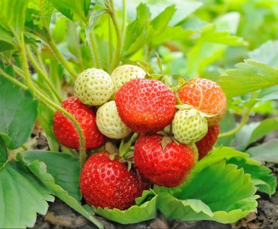 Особливості безусой полуниці