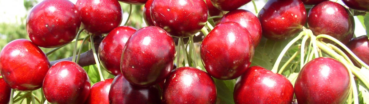 Особливості посадки черешні Хелена і догляду за нею