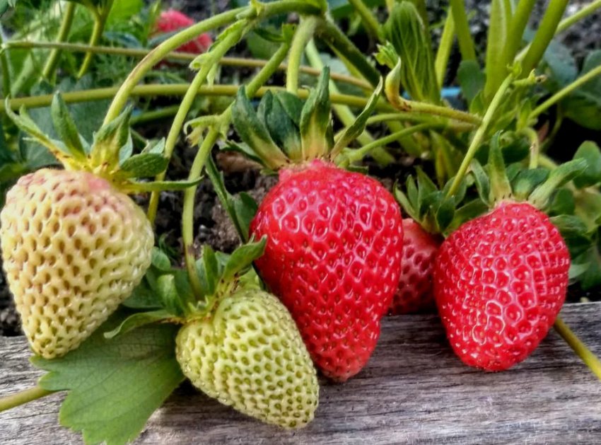 Полуниця сорту Віма Ріна Полуниця сорту Віма Ріна