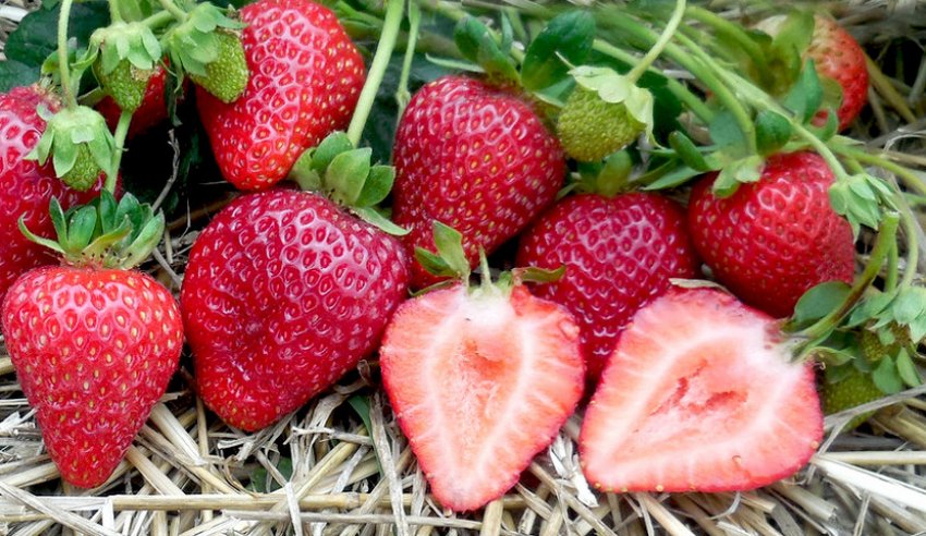 Полуниця сорту Альбіон Полуниця сорту Альбіон