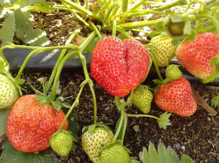 Полуниця сорту Королева Єлизавета Полуниця сорту Королева Єлизавета