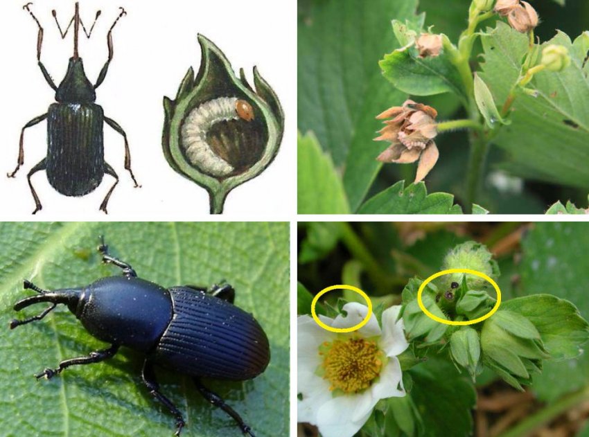 Довгоносик на полуниці