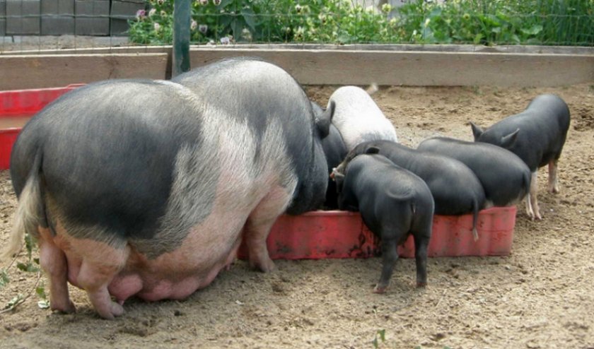Стимулятор роста для свиней
