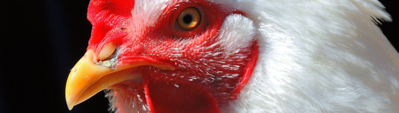 Птахоферма з Сумської області планує збільшити поголів'я курей до 190 тисяч голів