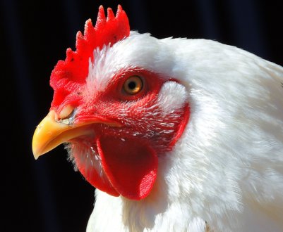 Птахоферма з Сумської області планує збільшити поголів'я курей до 190 тисяч голів