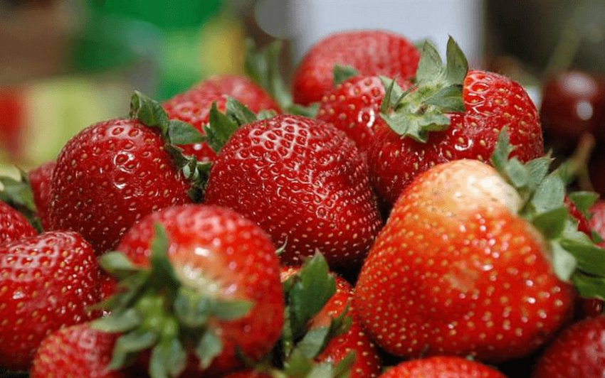 Полуниця сорту корона