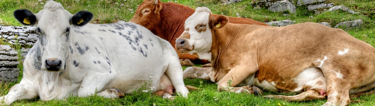 Бурятський фермер відправляє своїх корів на історичну батьківщину