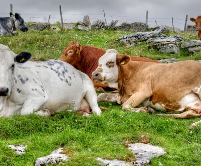 Бурятський фермер відправляє своїх корів на історичну батьківщину