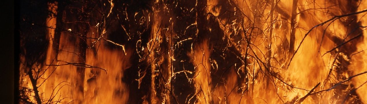 З-за паліїв сухої трави в Україні ледь не згоріли дві плантації лохини