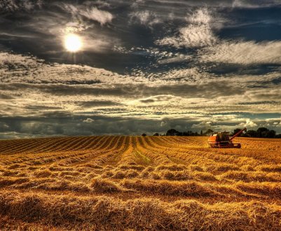 Ірландські фермери тепер можуть використовувати глобальну платформу страхування врожаю