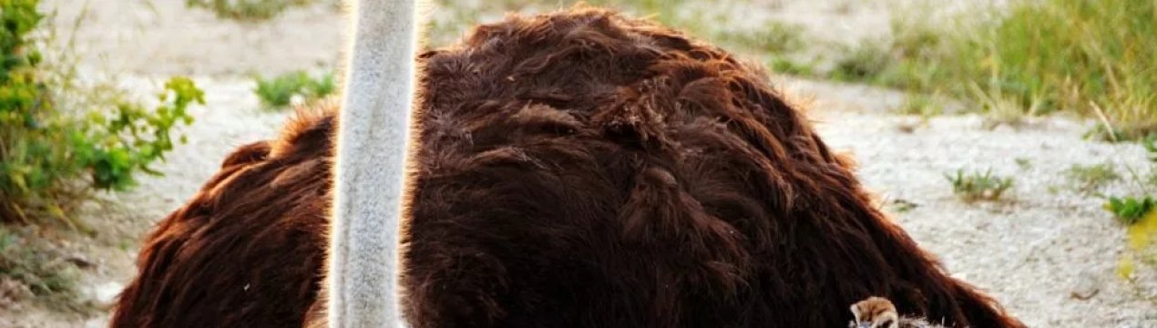 Як на Кубі намагаються вирішити продовольчу проблему