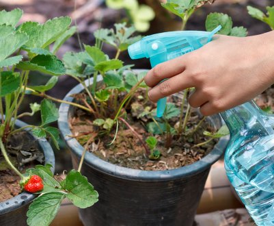 Обробка полуниці від шкідників і хвороб