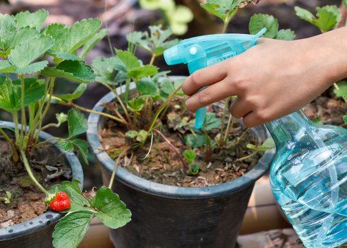 Обробка полуниці від шкідників і хвороб