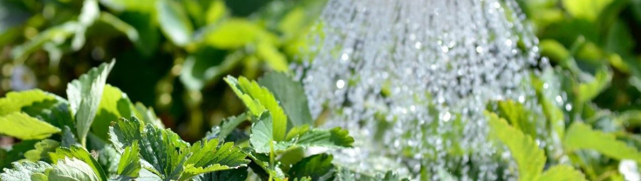 Полив клубники утром или вечером. . Полив клубники утром или вечером фото. Полив клубники утром или вечером-. картинка Полив клубники утром или вечером. картинка . Здравствуйте! Я постоянно делаю акцент на полив клубники. Как часто поливать клубнику для отличного урожая, сколько поливать, чтоб ягода была крупная, когда поливать, чтоб ягода была сладкая-это важные темы в жизни клубнички. Клубника любит душ!