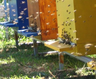 Особливості японських вуликів