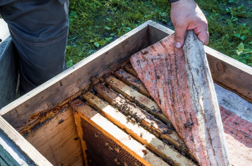 Вулик Вулик