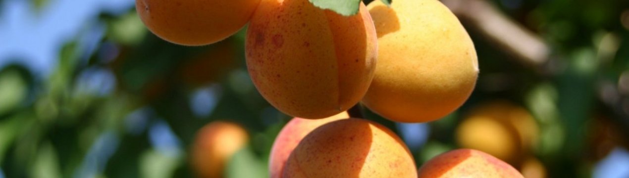 Особливості вирощування абрикоса сорту Хабаровський і догляду за ним